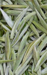 信阳毛尖青茶