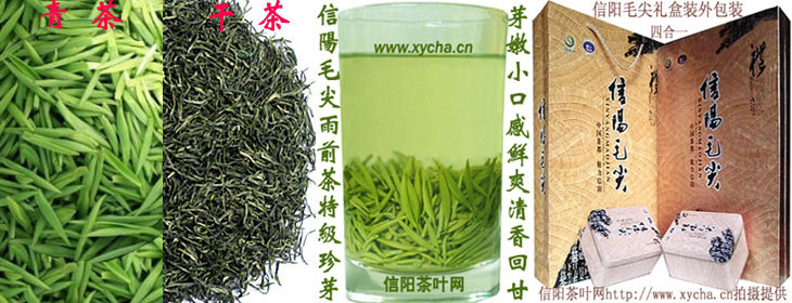 谷雨前信阳毛尖特级珍芽图片