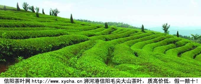 茶叶的功效与作用