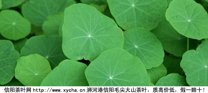 陈皮荷叶茶的功效与作用