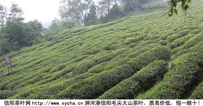 龙井茶产地