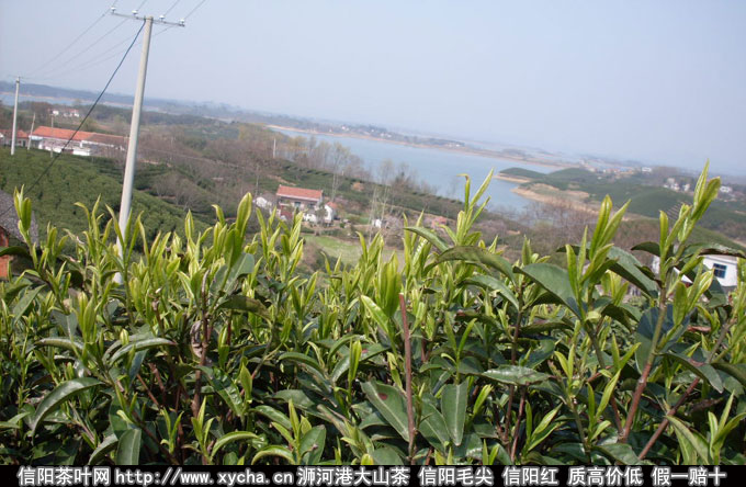 信阳毛尖有机茶价格和范围