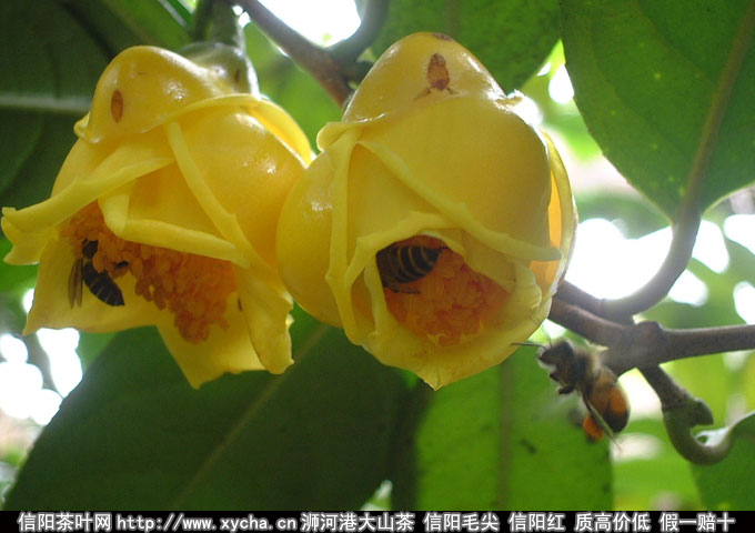 金花茶的功效与作用 金花茶价格 种植图片