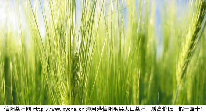 大麦茶的功效与作用
