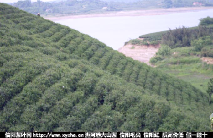 采茶机代替采茶工