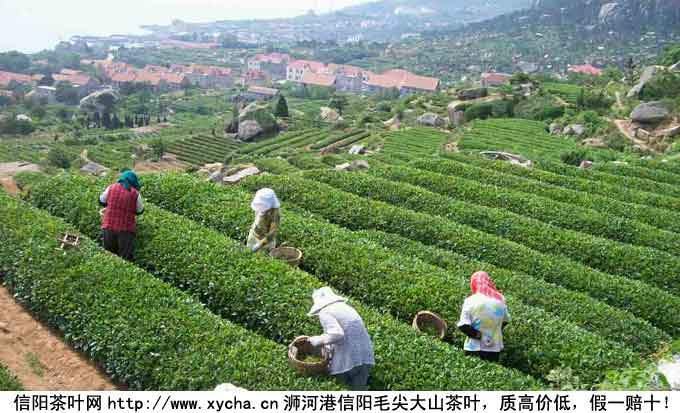 绿茶的功效与害处