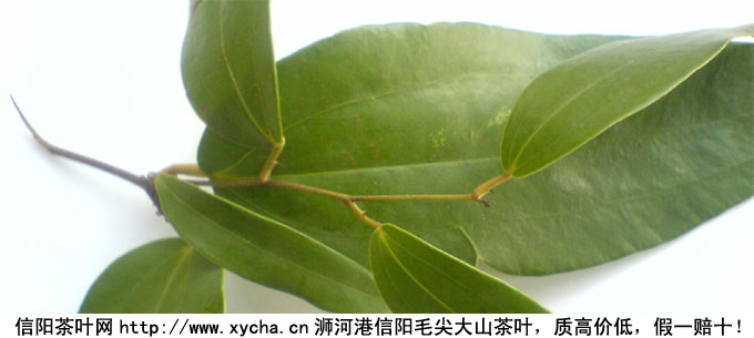 茯苓的功效与作用