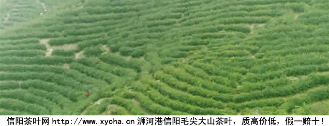 信阳无性系茶苗
