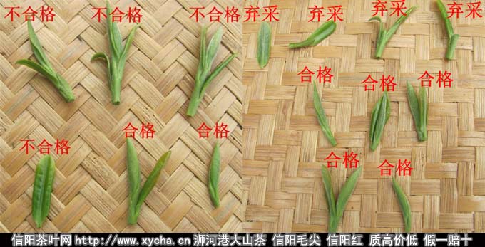 信阳毛尖采摘工艺