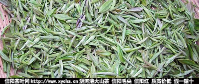 信阳毛尖正式开采采摘工艺要求介绍