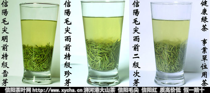明前茶信阳毛尖