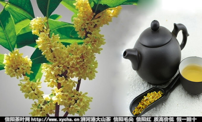 桂花茶的功效与作用和禁忌与副作用图片