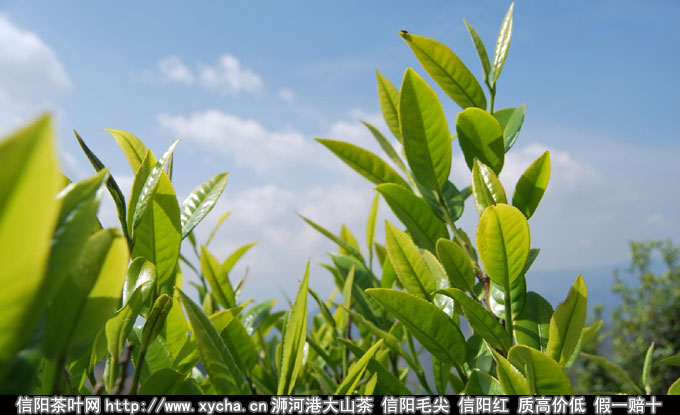 安徽茶叶品种和种类