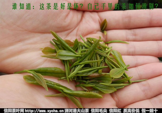 如何辨别茶叶的好坏