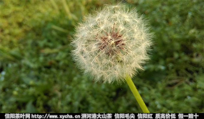 蒲公英的功效与作用了解蒲公英茶可以天天喝吗