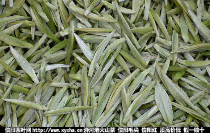 信阳毛尖属于什么茶