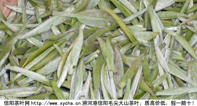 信阳毛尖自产自销