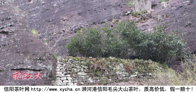 大红袍属于哪类茶