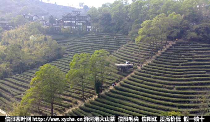 碧螺春产地 碧螺春产于什么地方