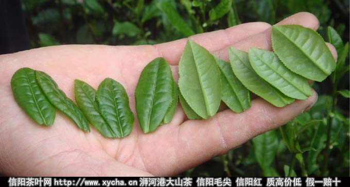 六安瓜片图片