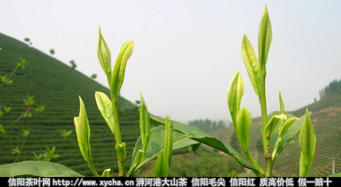 细茶粗喝与粗茶细喝