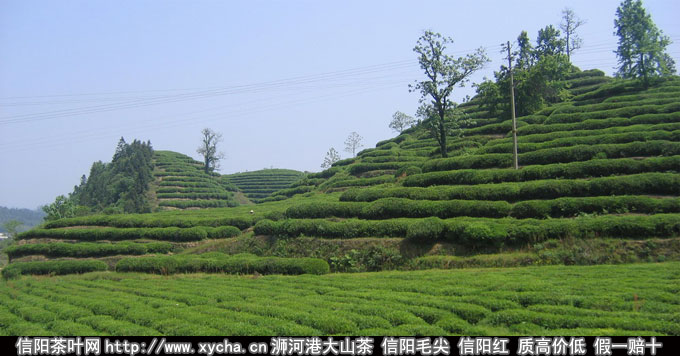 普洱茶产地 普洱茶的产地在哪 原产地