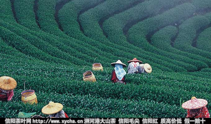 苏州西山碧螺春真假鉴别方法和技巧图片